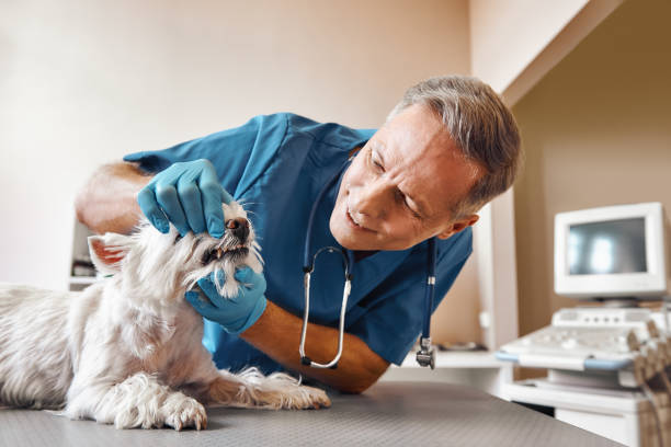 Best Weekend Emergency Dentist in Campton Hls, IL